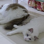 P1000520.JPG
