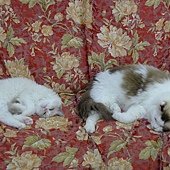 萌萌2011-06 (31).JPG