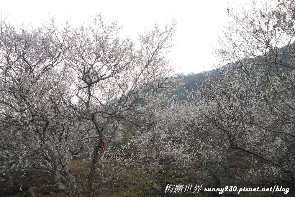 P1520871.JPG