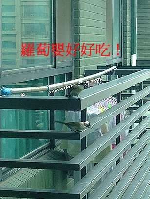 DSCF9538.jpg