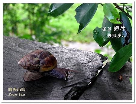 帶著蝸牛去散步...