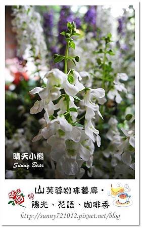 39.晴天小熊-山芙蓉-隱匿山城中的秘密花園