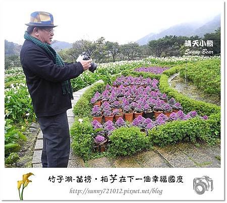 20.晴天小熊-陽明山竹子湖-苗榜-相芋在下一個幸福國度