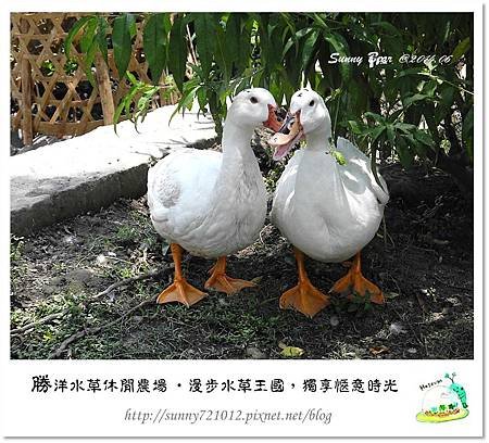 61.晴天小熊-勝洋水草休閒農場-漫步水草王國，獨享愜意時光
