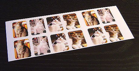 cat-437.jpg