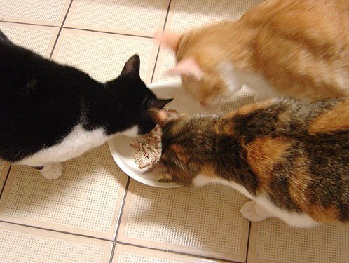 cat-454.jpg