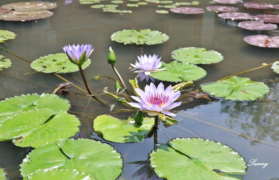 田寮農莊_景觀餐廳_辦桌菜_特色料理_親子餐廳 (46).JPG