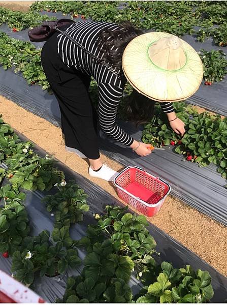 ｜苗栗景點｜苗栗大湖採草莓真心推薦🍓草地狀元報導