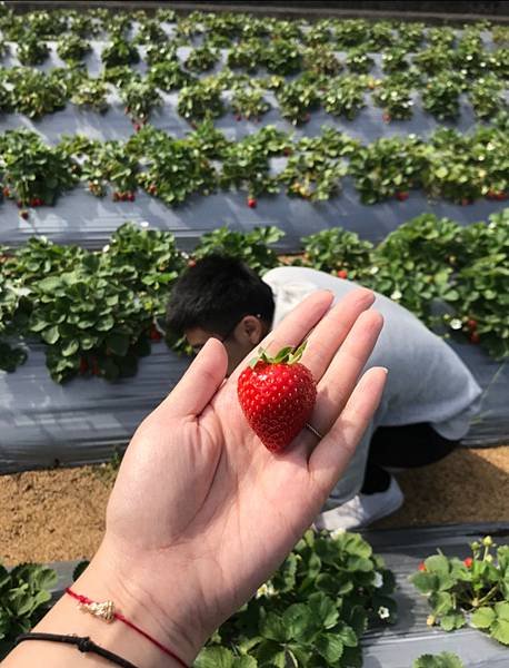 ｜苗栗景點｜苗栗大湖採草莓真心推薦🍓草地狀元報導