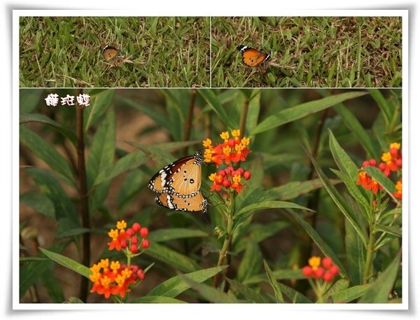 SUNDAY HOME BUTTERFLY-469.jpg