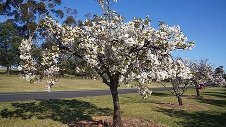 12-day2--flower-cherry.jpg