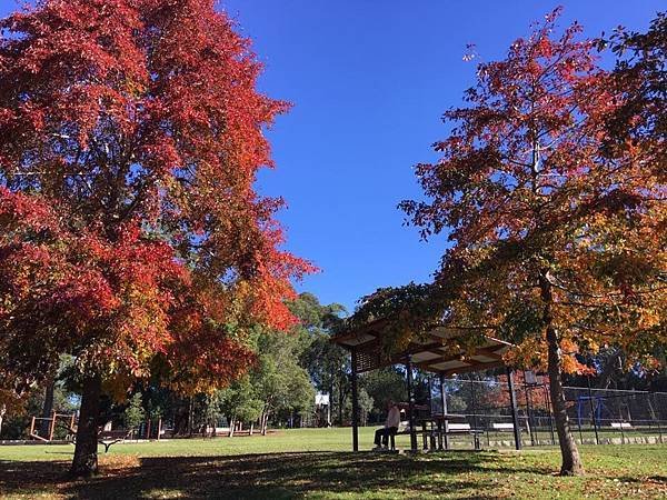 sydney autumn 5
