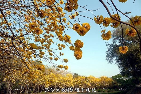 億載金城．黃花風鈴木 (19).JPG