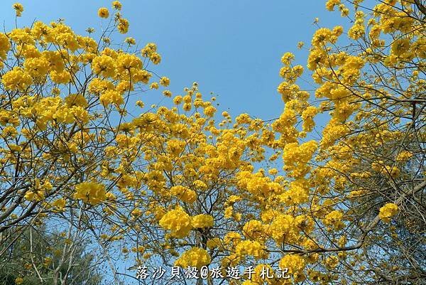 億載金城．黃花風鈴木 (44).JPG