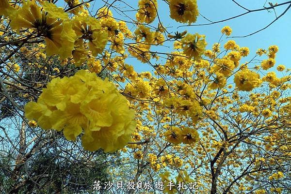 億載金城．黃花風鈴木 (82).JPG