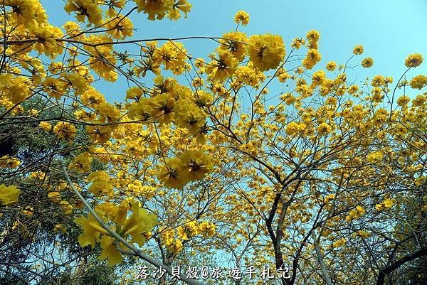 億載金城．黃花風鈴木 (86).JPG