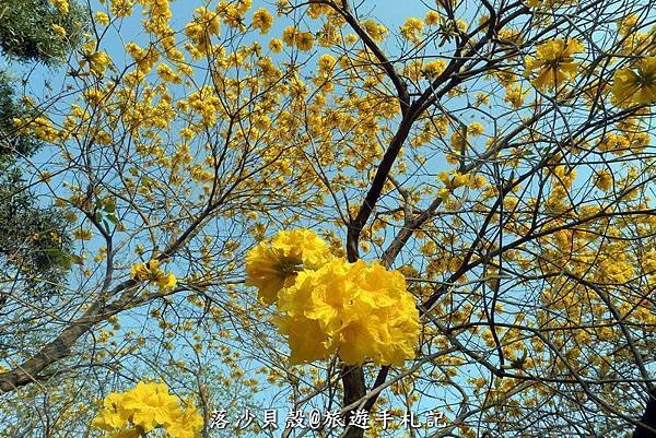 億載金城．黃花風鈴木 (88).JPG