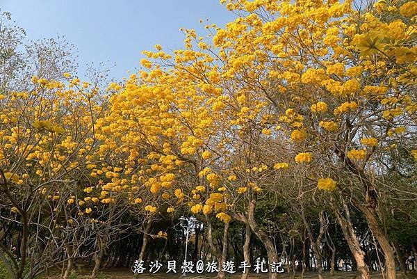 億載金城．黃花風鈴木 (92).JPG