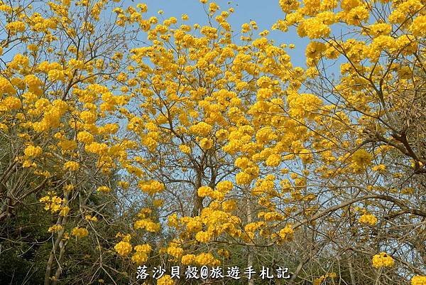 億載金城．黃花風鈴木 (94).JPG