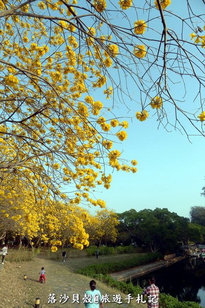 億載金城．黃花風鈴木 (108).JPG