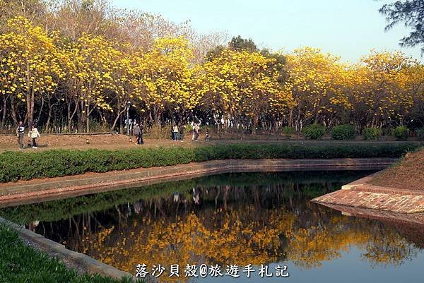 億載金城．黃花風鈴木 (119).JPG