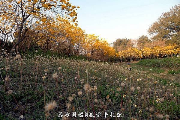 億載金城．黃花風鈴木 (148).JPG