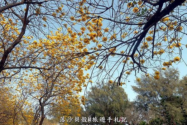 億載金城．黃花風鈴木 (207).JPG