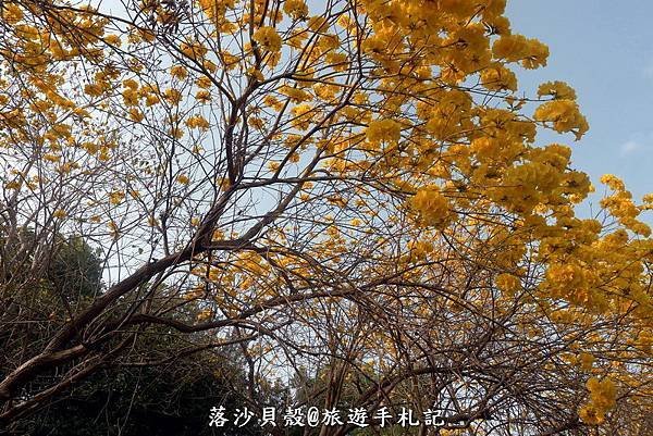 億載金城．黃花風鈴木 (218).JPG