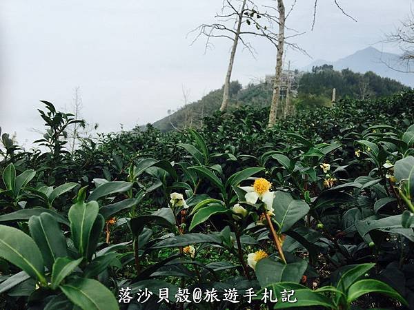 大崙山．樟空倫山步道。 (16)_調整大小.JPG