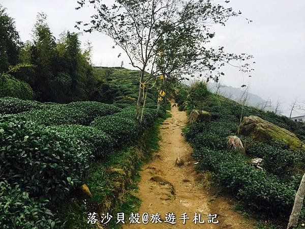 大崙山．樟空倫山步道。 (13)_調整大小.JPG