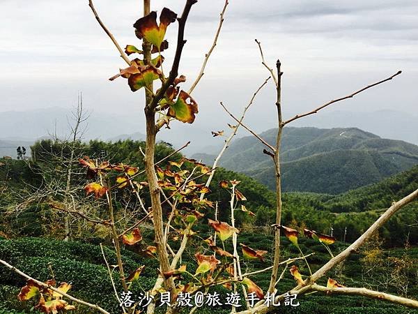 大崙山．樟空倫山步道。 (118)_調整大小.JPG