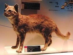 西表山貓 Iriomote Cat