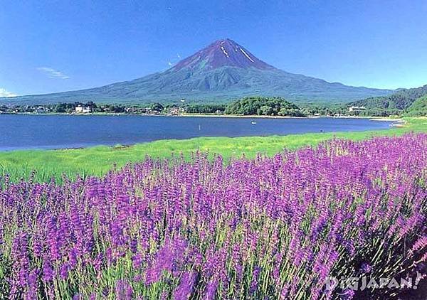 薰衣草與富士山.jpg