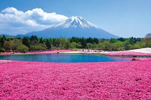 芝櫻與富士山.jpg