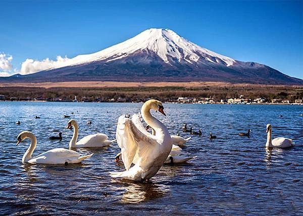 天鵝與富士山.jpg