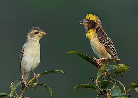 織布鳥雌雄圖.jpg