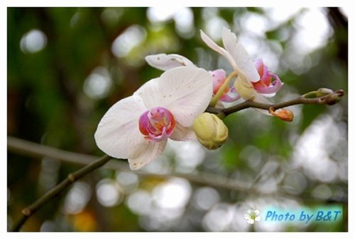 花卉