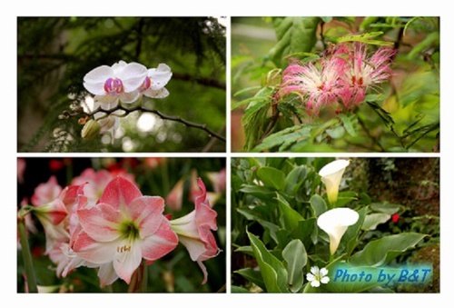 花卉
