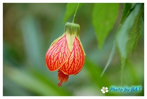 花卉