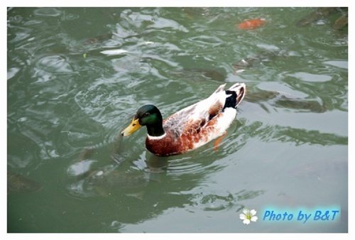 鴨子划水