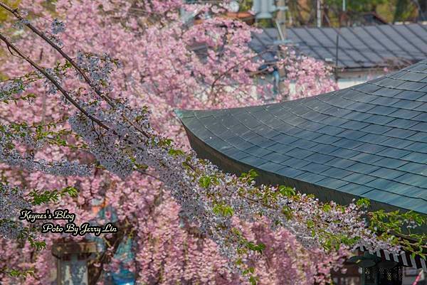 20170430櫻出 (10).JPG