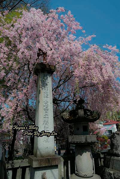20170430櫻出 (1).JPG