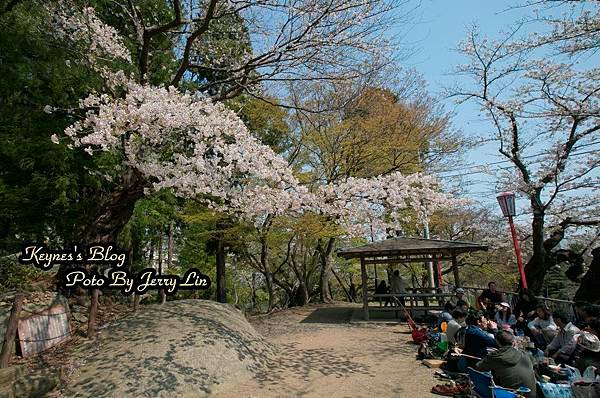 20170430盛岡城跡公園(岩手公園) (1).JPG