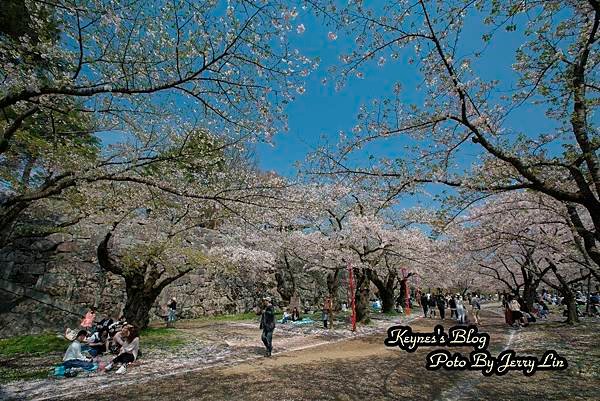 20170430盛岡城跡公園(岩手公園) (3).JPG