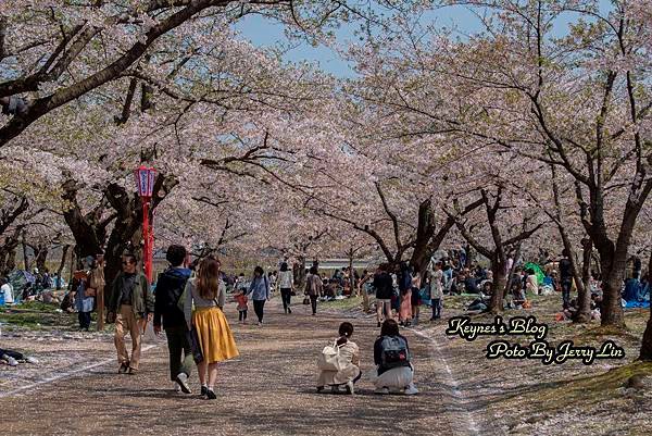 20170430盛岡城跡公園(岩手公園) (7).JPG