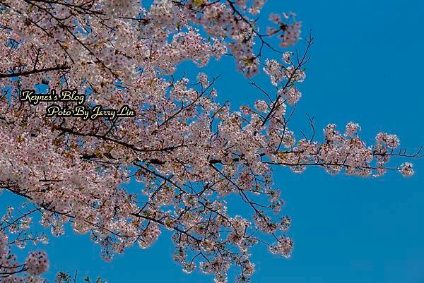 20170430盛岡城跡公園(岩手公園) (8).JPG