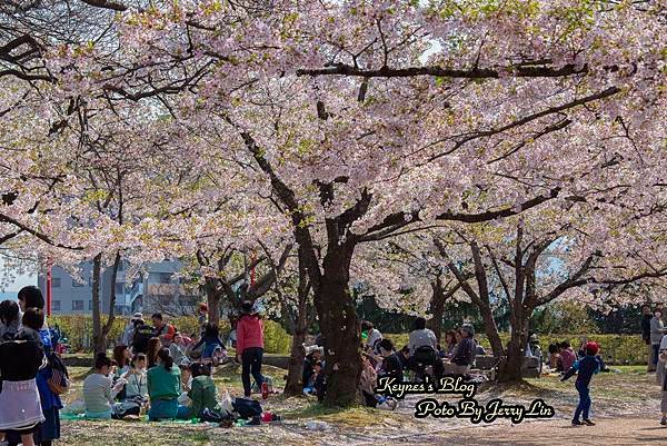 20170430盛岡城跡公園(岩手公園) (14).JPG