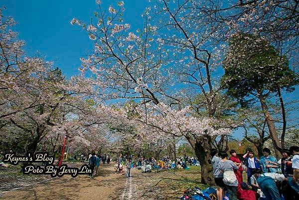 20170430盛岡城跡公園(岩手公園) (18).JPG