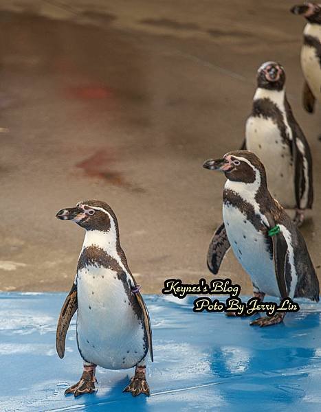 20240217【遊記§三重】鳥羽水族館(TOBA AQUA