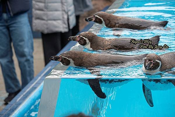 20240217【遊記§三重】鳥羽水族館(TOBA AQUA